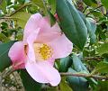 sm-2008-0122_1330_Camellia_8.2_C